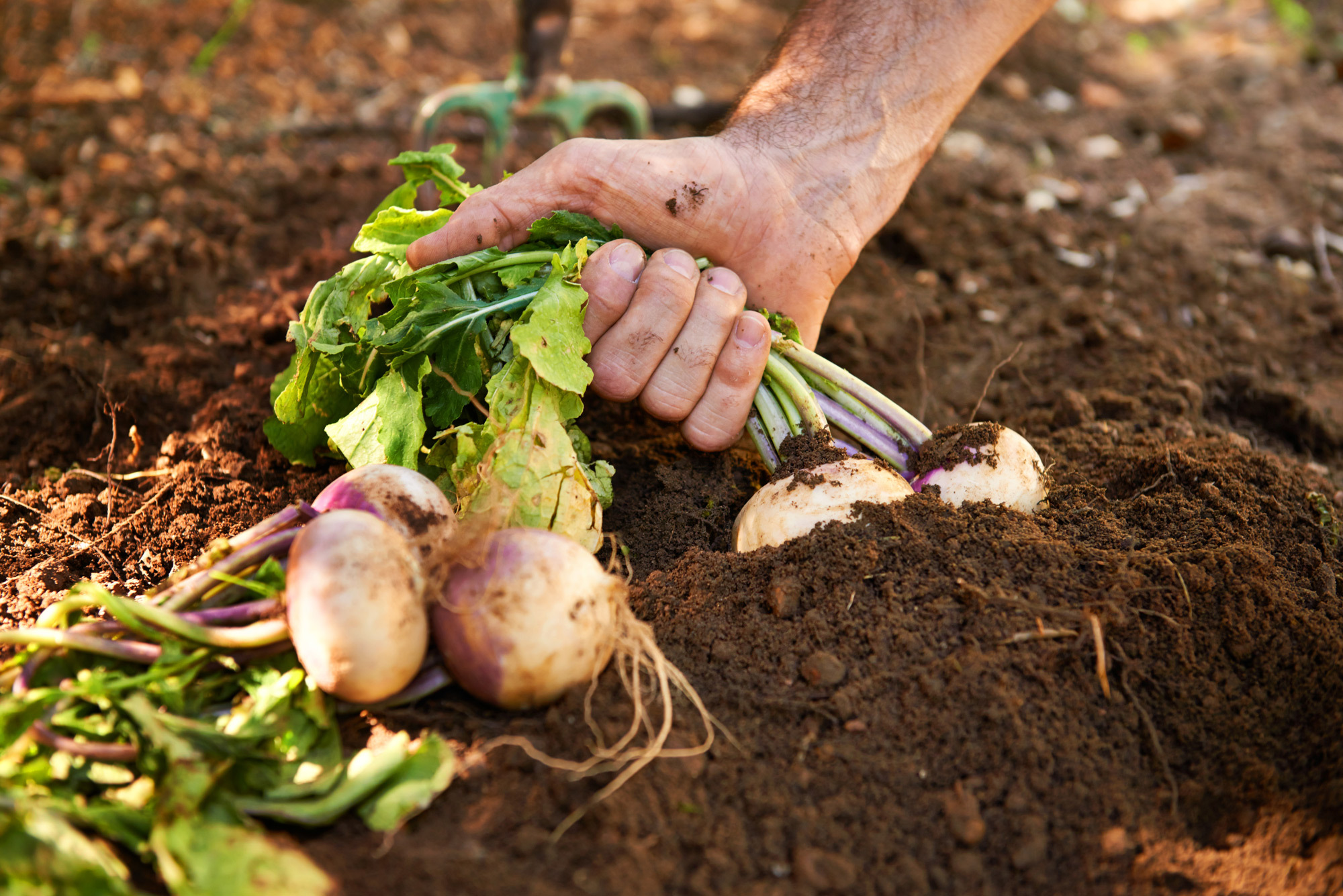 2023 food story turnip