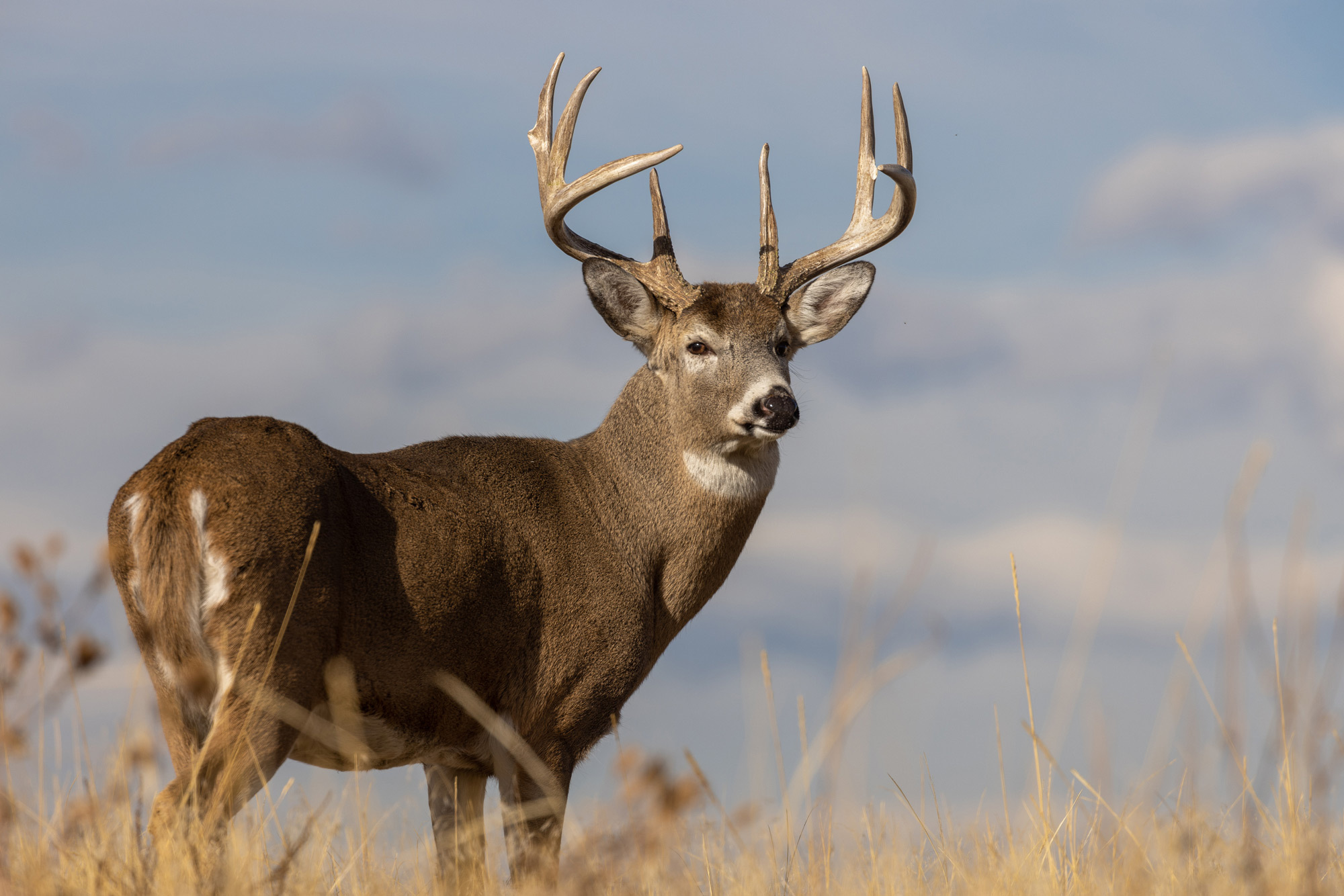 2023 food story venison