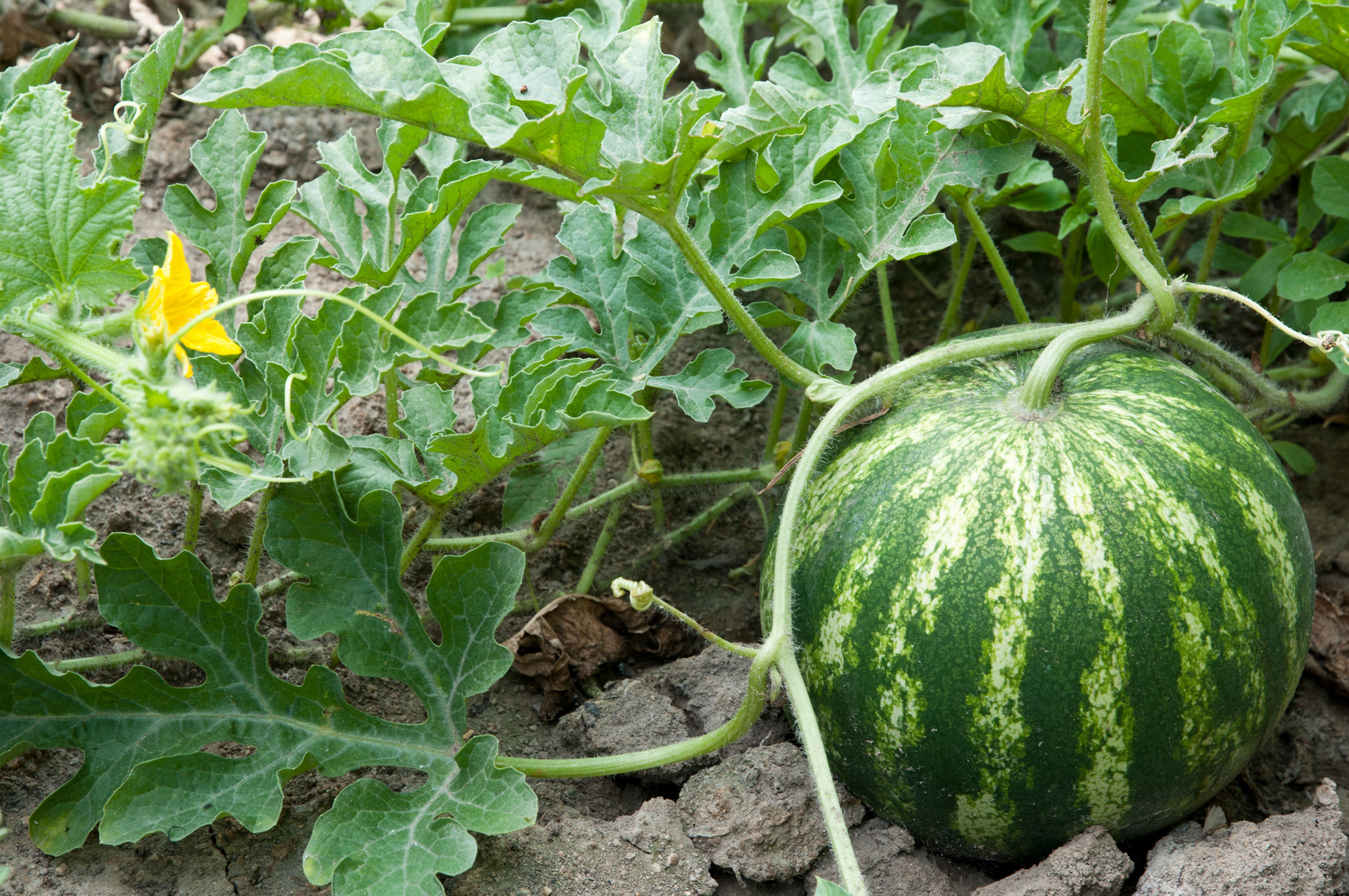 2023 food story watermelon