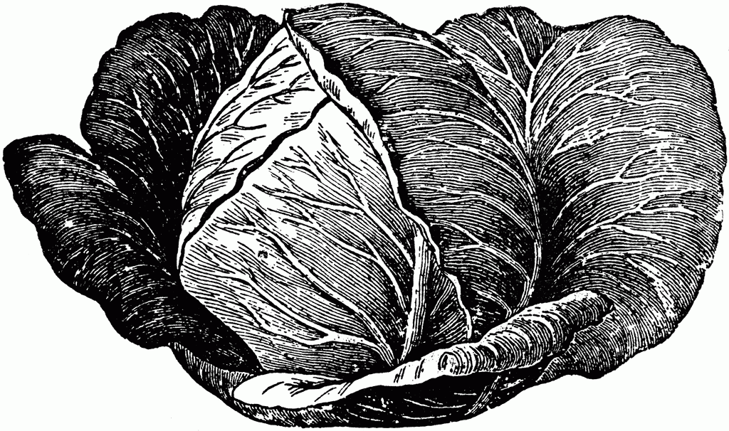 45209 cabbage lg