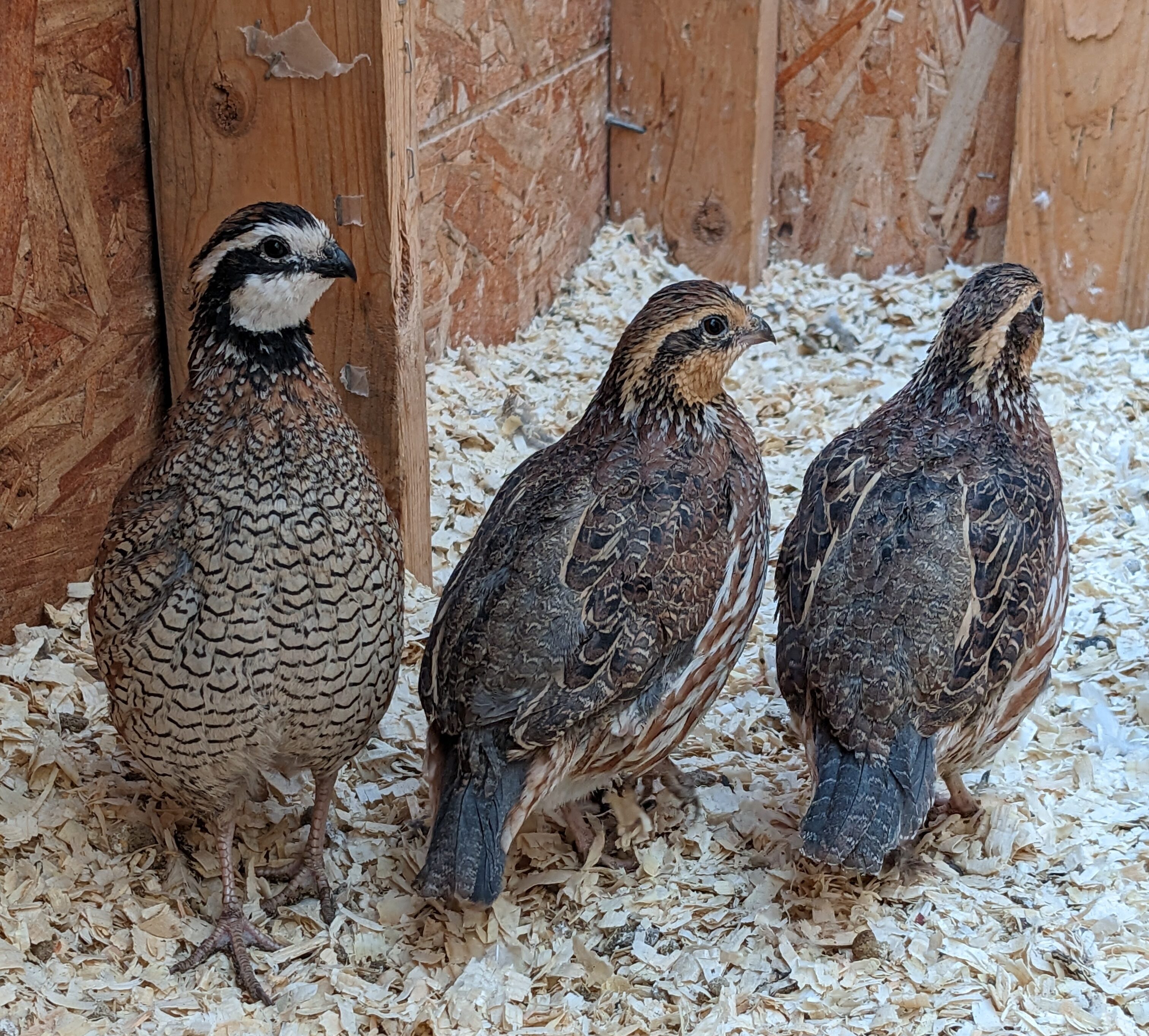 Bobwhite Quail Calgary Alberta