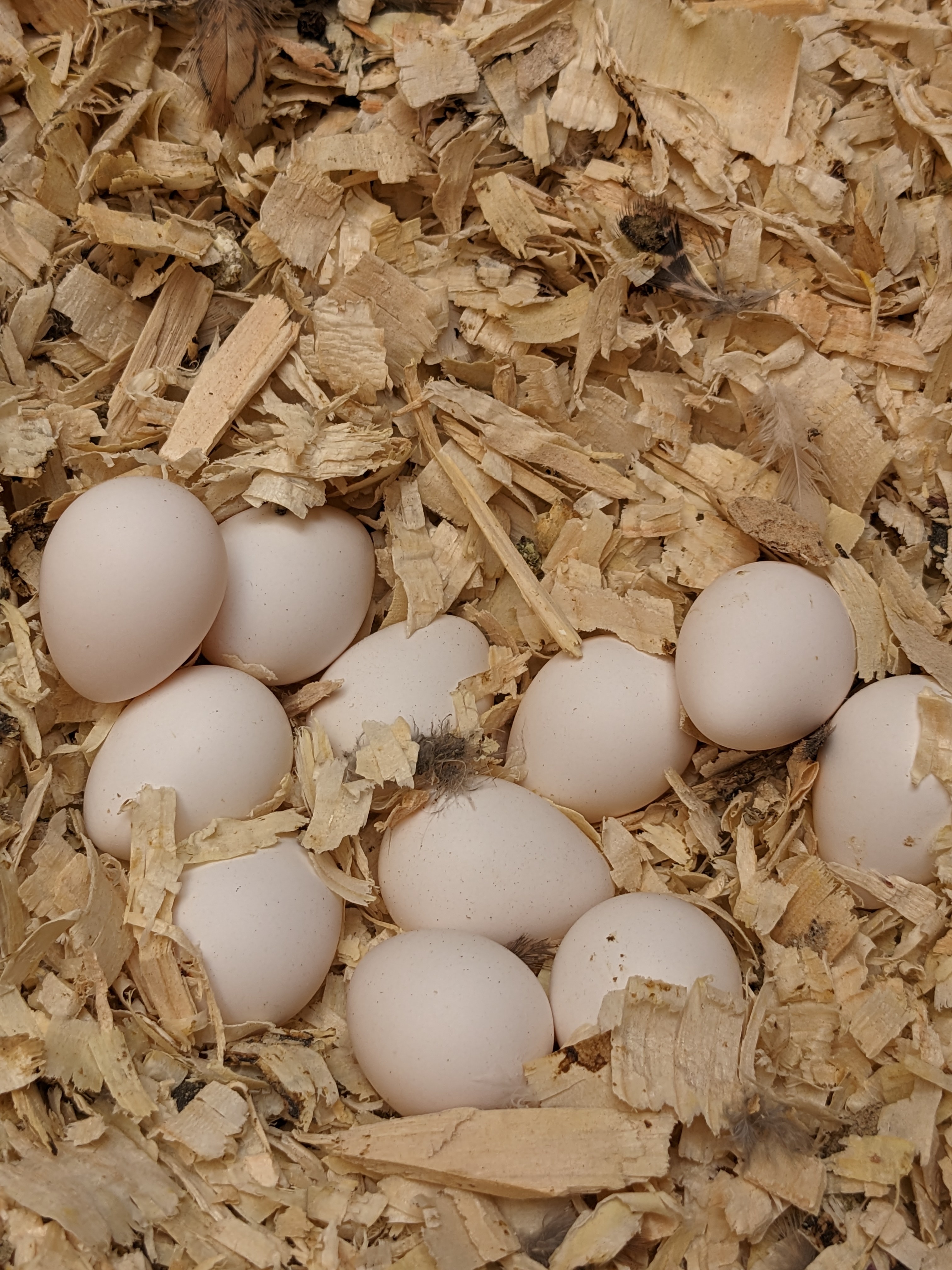 Bobwhite Quail Eggs Alberta Calgary YYC