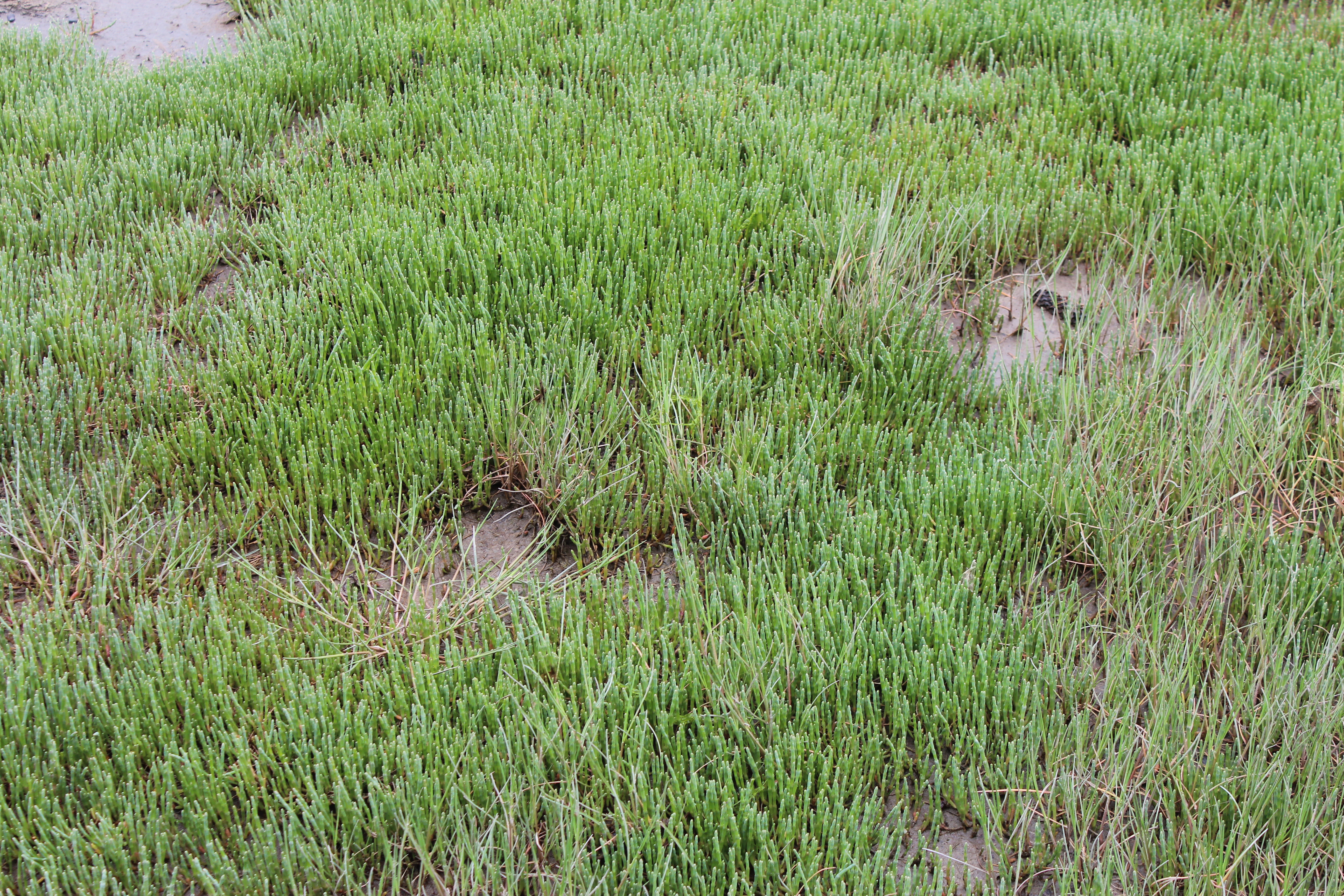 Sea Asparagus Salt Marsh - Haida Gwaii