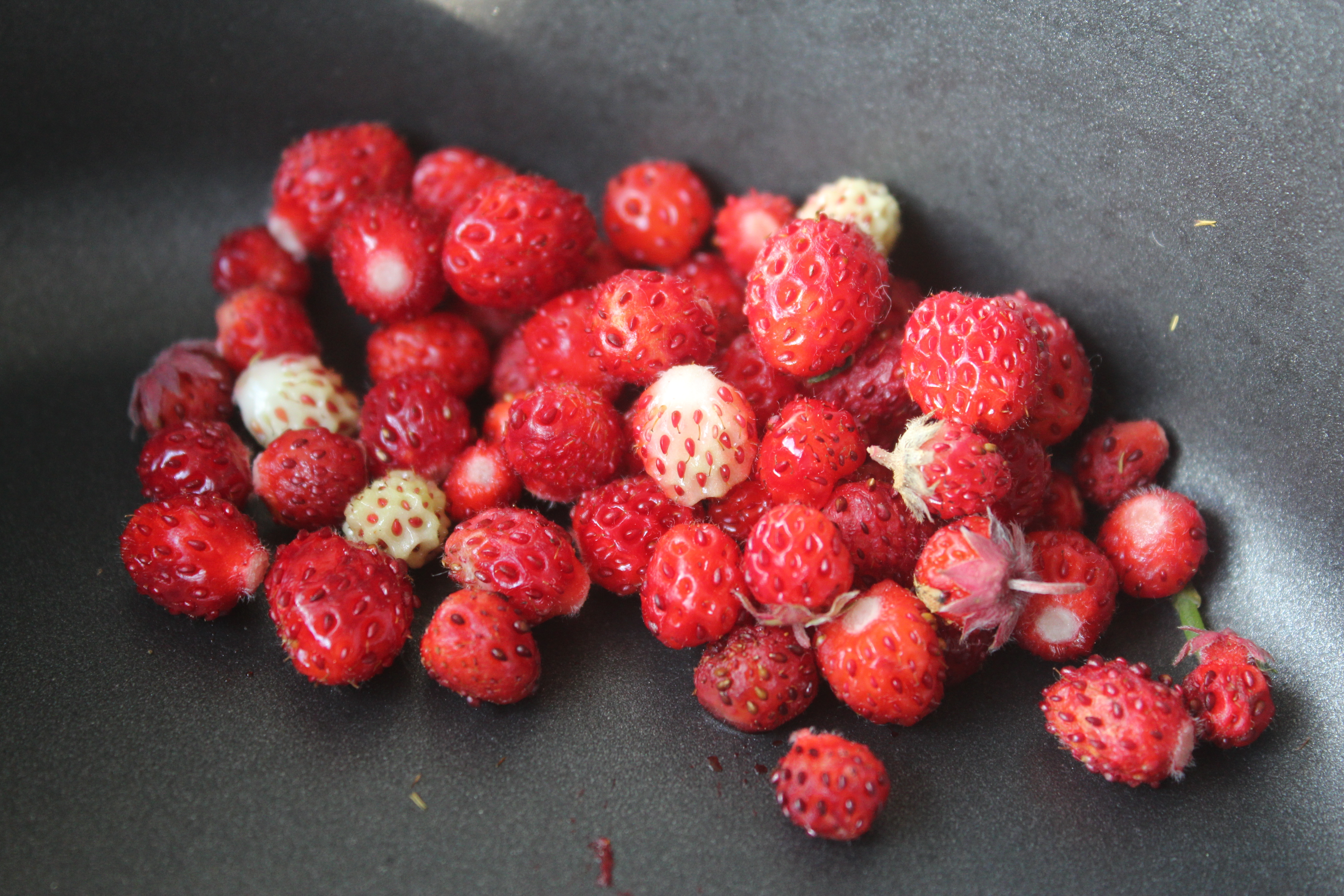 Wild Strawberries Alberta Calgary Food Story