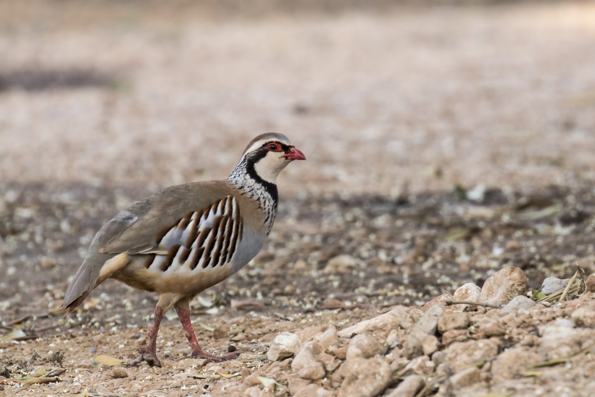 Partridge — FoodStory