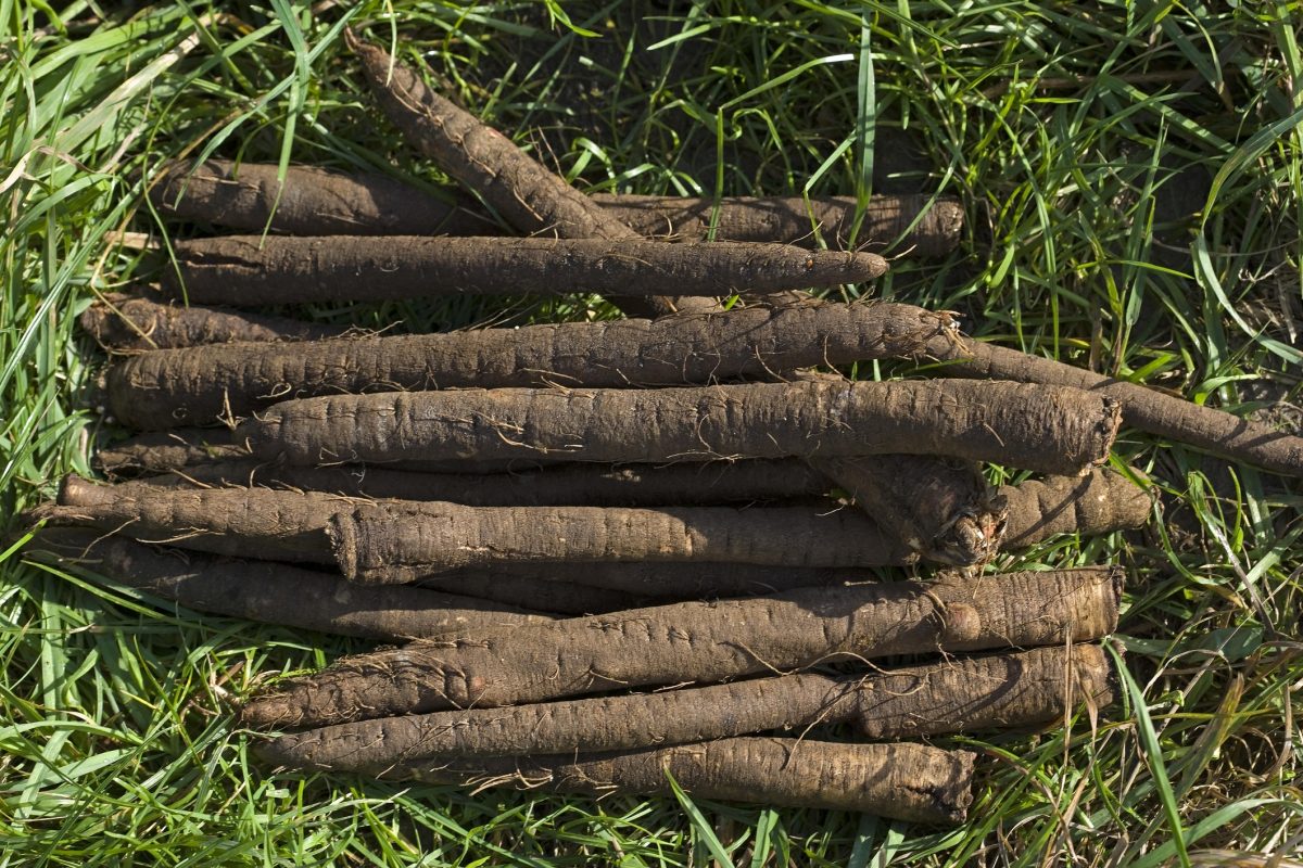Salsify — FoodStory