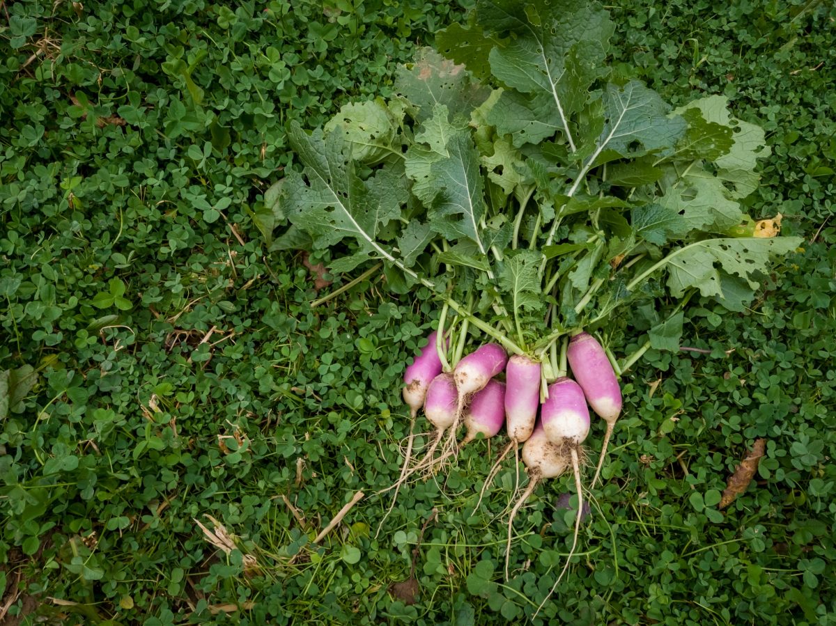 Wild Turnip — FoodStory
