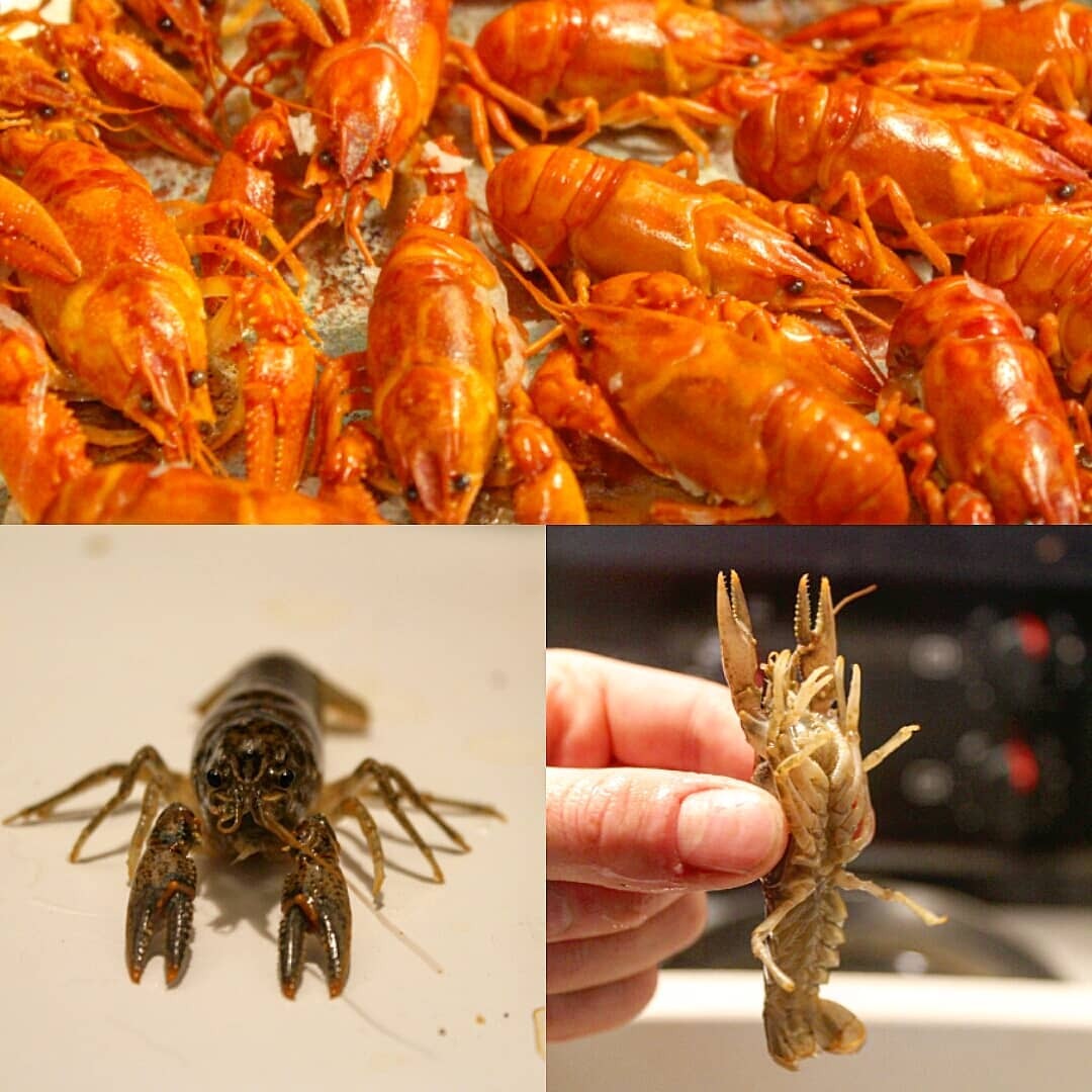 Alberta crawfish bassano food story