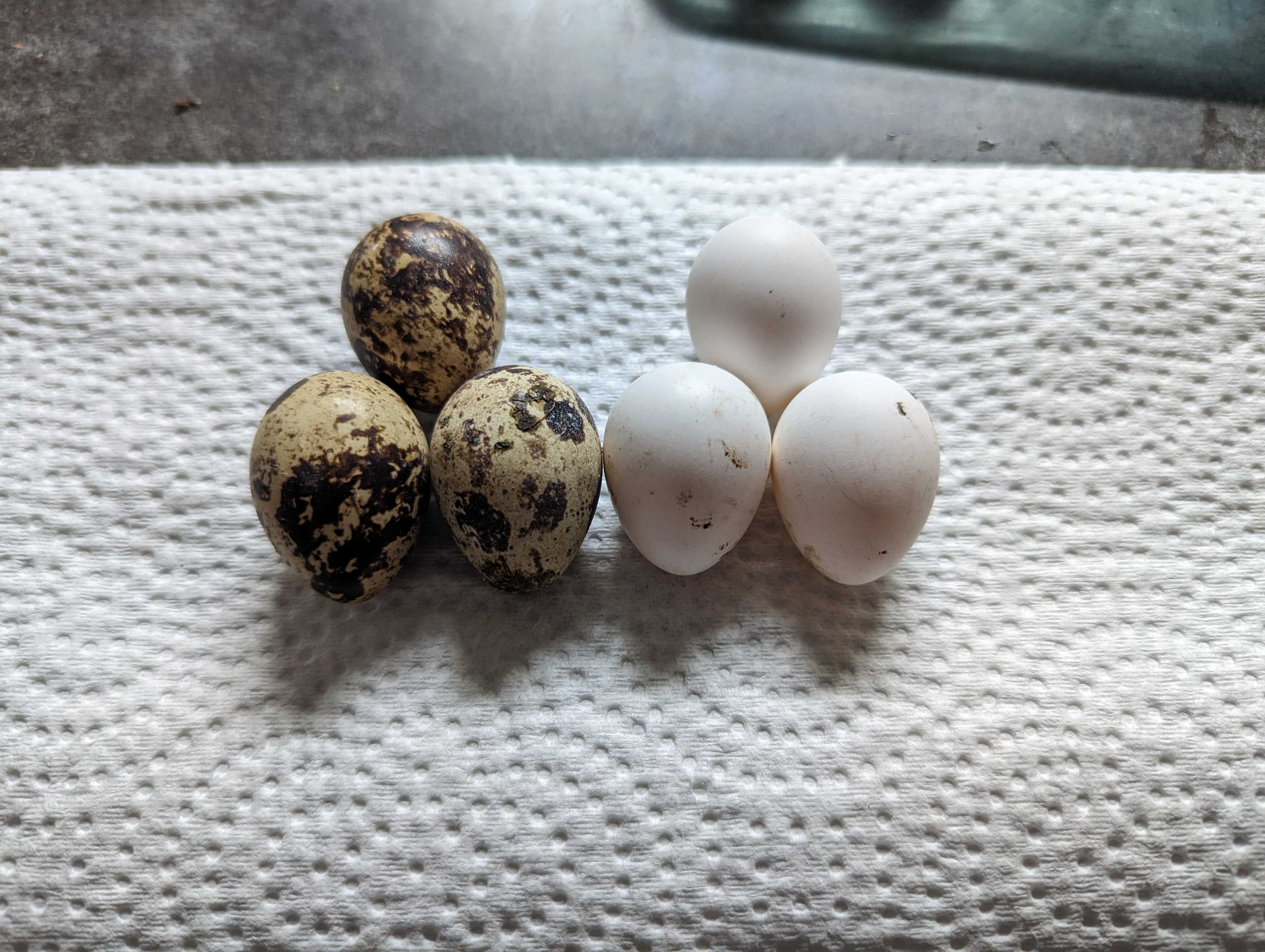 Coturnix bobwhite quail eggs calgary alberta