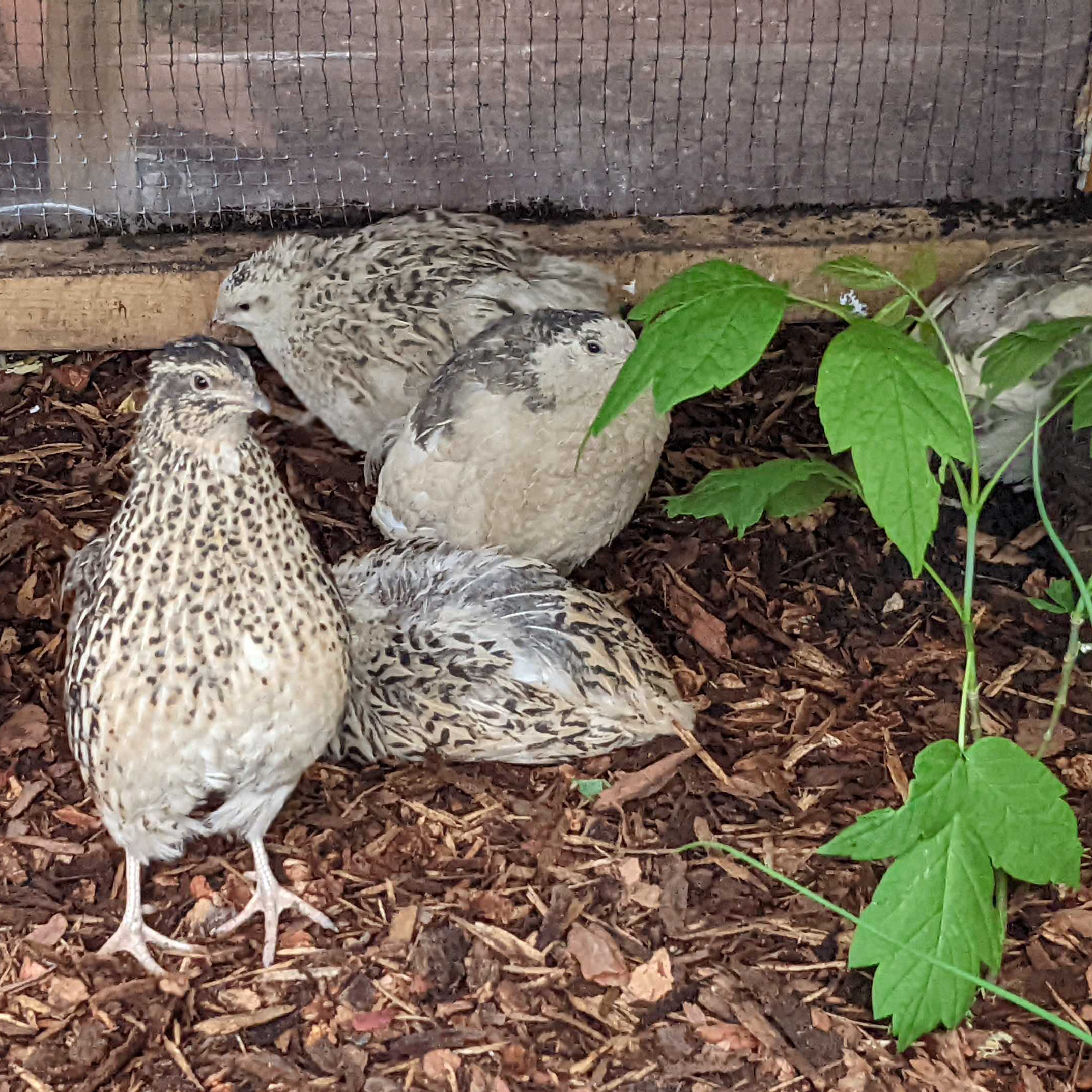 Coturnix quail calgary yyc