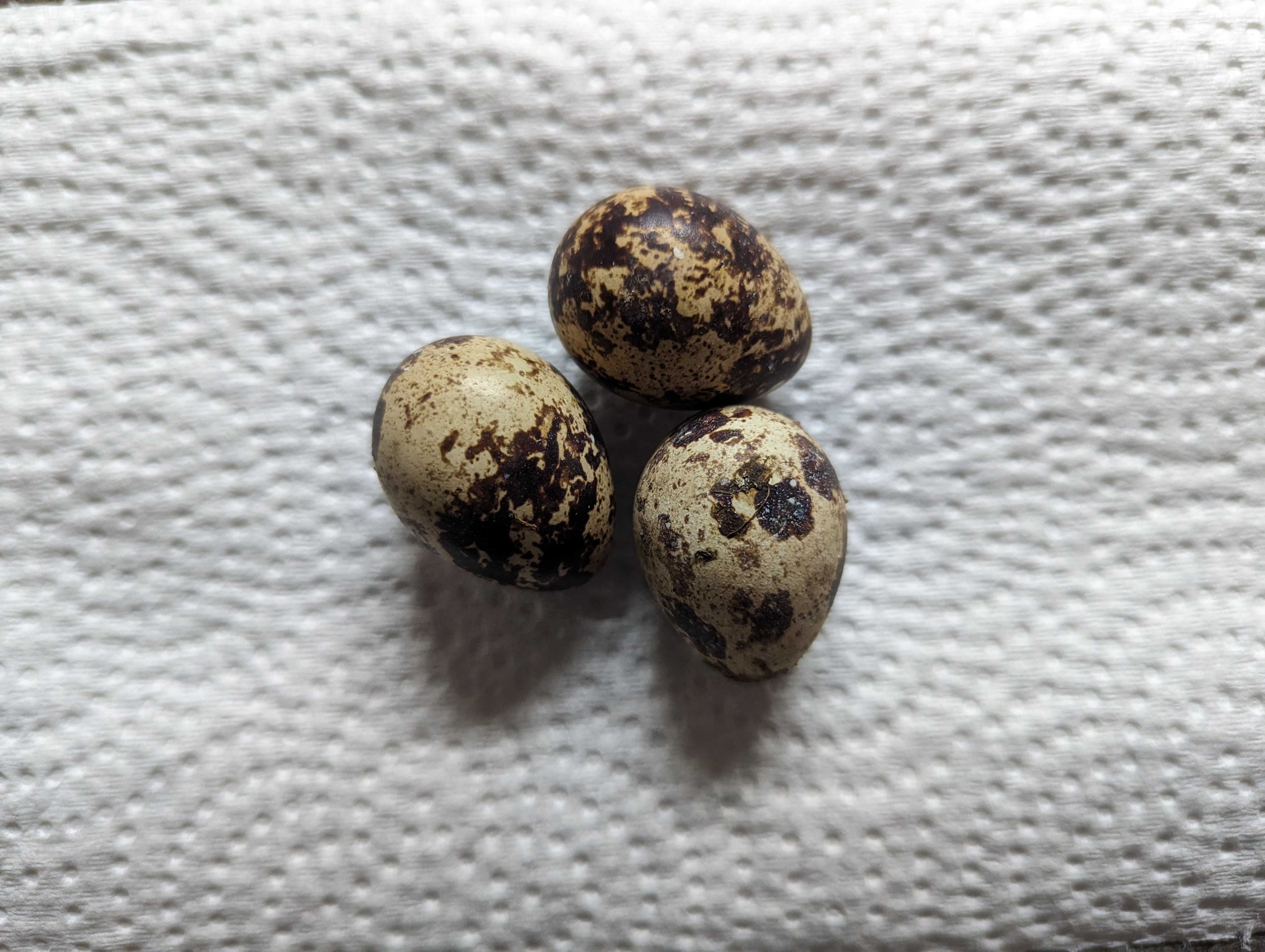 Coturnix quail eggs alberta canada yyc