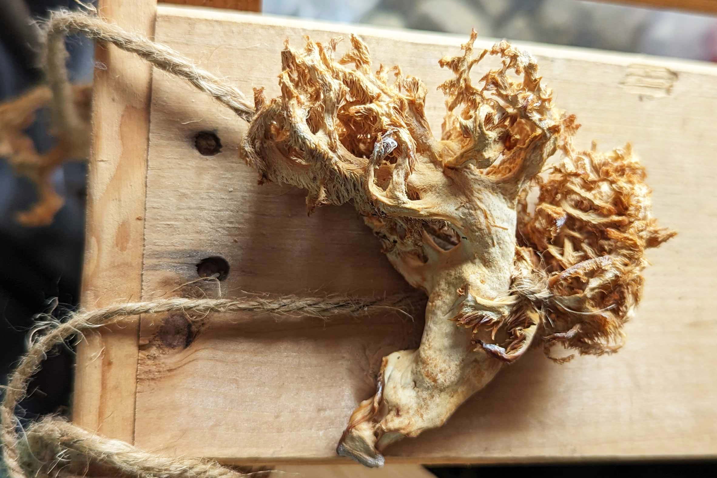 Dried lionsmane mushroom calgary yyc