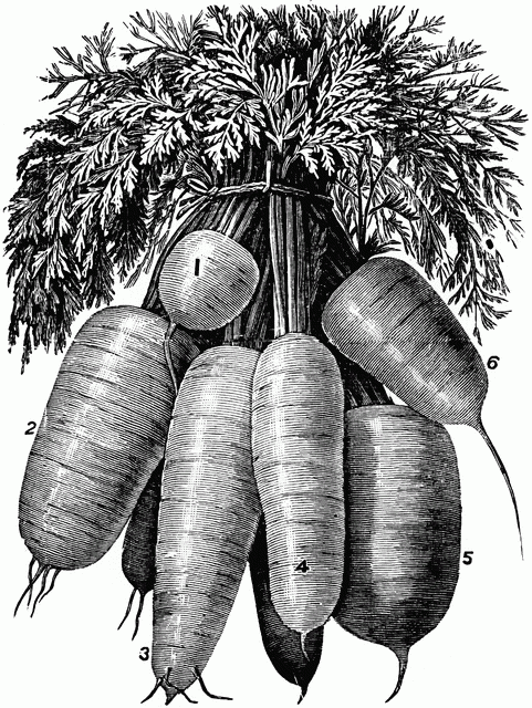 Edibleplants vegetables roots