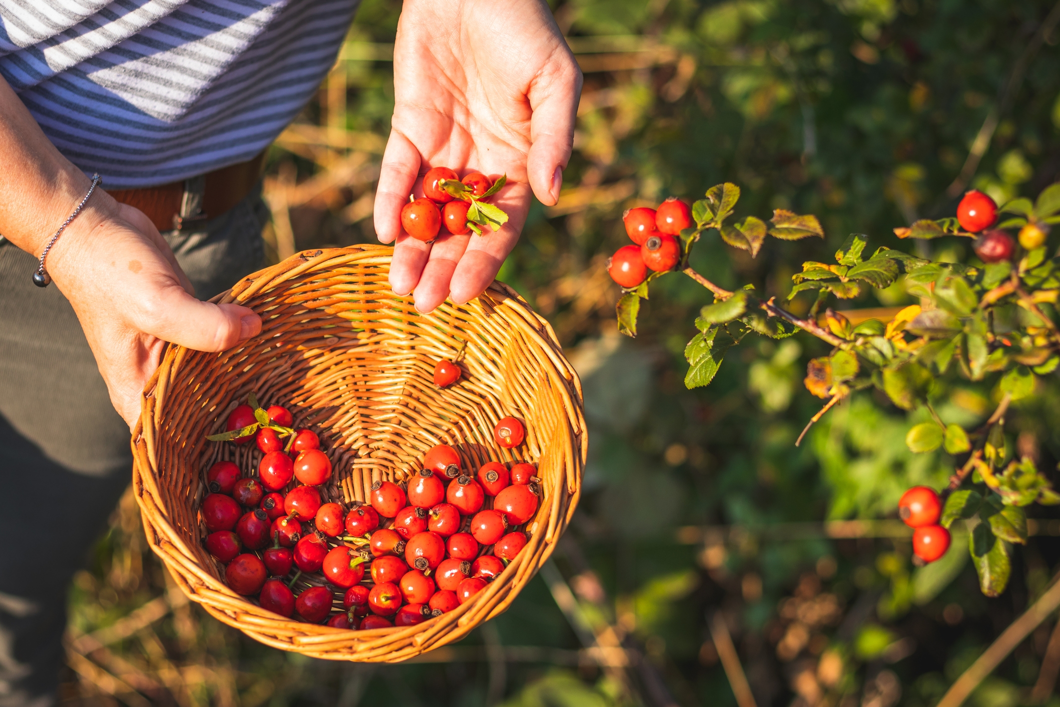 Foodstory 2022 ROSEHIPS