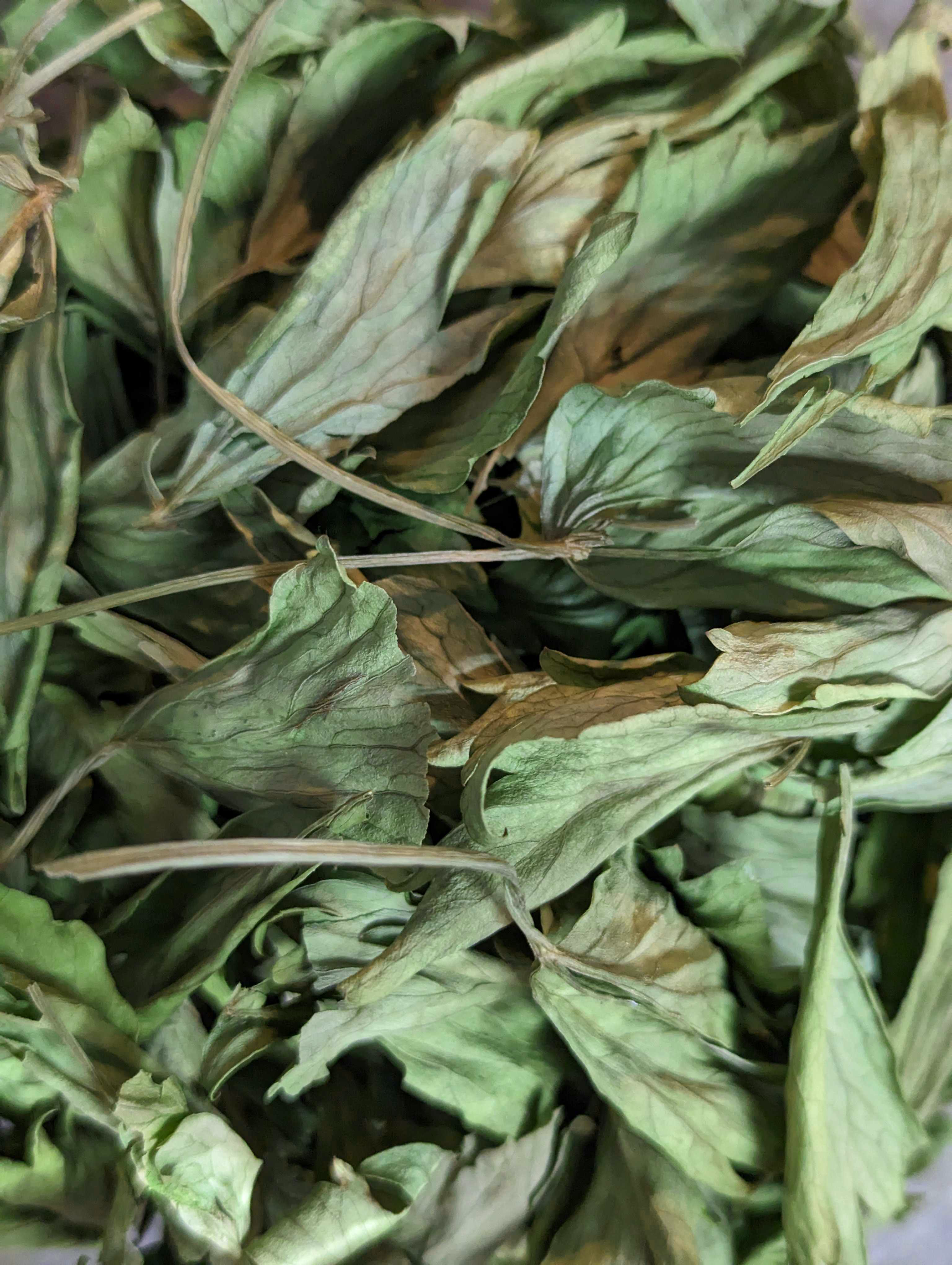 Lovage alberta herbs calgary food story